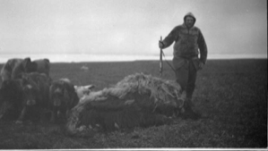 Image of Musk oxen and man with rifle