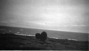 Image of Two musk oxen