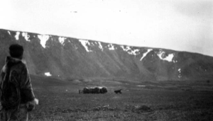 Image: Musk oxen and dog; Eskimo [Inuk] man watching