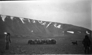 Image of Musk oxen and dog; Eskimo [Inuit] men watching