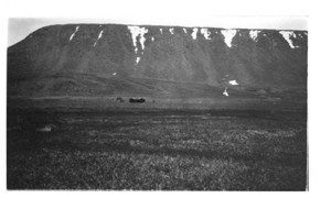 Image of Musk oxen and dogs, in the distance