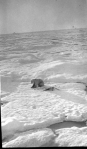 Image of Polar bear sitting on ice