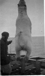 Image of Polar Bear hoisted aboard