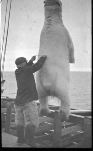 Image of Polar Bear hoisted aboard
