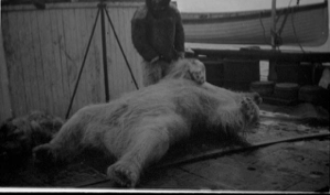 Image of Polar Bear lying on deck