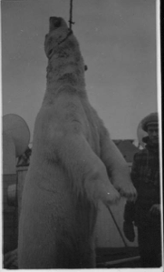Image of Polar Bear hanging, on deck