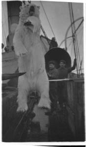 Image of Polar Bear hanging, on deck
