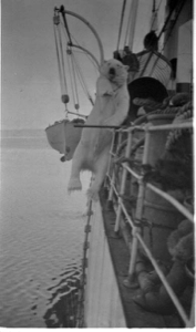 Image: Polar Bear hanging over rail