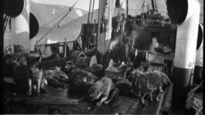 Image of The "Beothic", dogs on deck