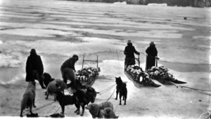 Image: Men and Eskimo [Inuk] with dogs and 3 sledges loaded with birds