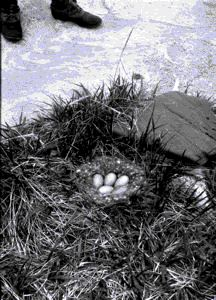 Image of Eider duck nest