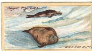 Image: Cigarette card, Weddell Seals Asleep on the Sea-ice