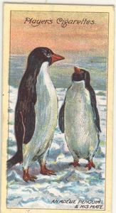 Image: Cigarette card, An Adelie Penguin and His Mate