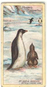 Image: Cigarette card, An Adelie Penguin with a Young One