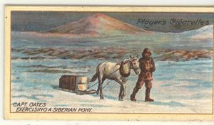 Image of Cigarette card: Captain L.E.G. Oates Exercising a Siberian Pony on the Sea-ice
