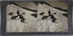 Image of Eskimo Dog Team on Trail, Hopedale, Labrador.