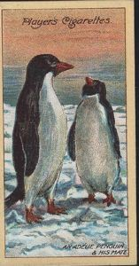 Image: Cigarette Card, An Adelie Penguin and his Mate