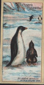 Image: Cigarette Card, An Adelie Penguin with a Young One
