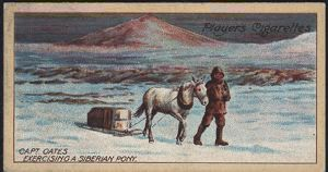 Image of Cigarette Card, Capt. L.E.G. Oates Exercising a Siberian Pony on Sea-ice, Cape Evans