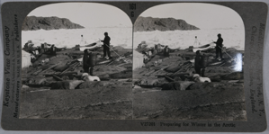 Image: stereo view card: Arctic winter preparation