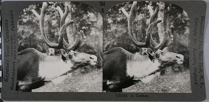 Image: stereo view card: caribou