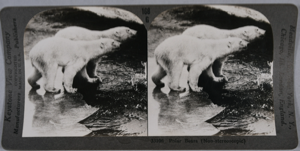 Image: stereo view card: (non-stereoscopic) polar bears