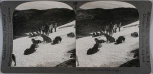 Image: stereo view card: Eskimo [Inuit], dogs