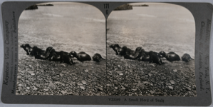 Image of stereo view card: small seal herd