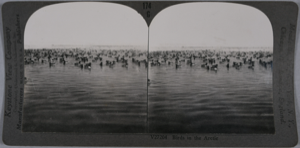 Image: stereo view card: arctic birds