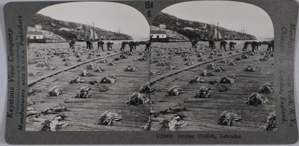 Image: stereo view card: drying codfish, Labrador