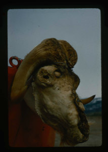 Image of Skull of dead muskox mounted on US Army weasel at Centrum Lake.