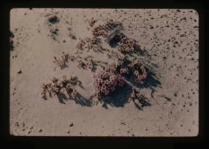 Image: Desert vegetation.