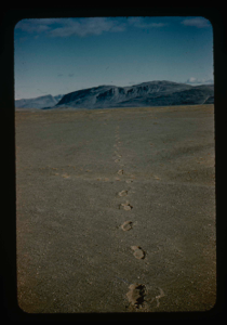 Image of Terrace of Centrum Lake, NE Greenland. Note footprints in loose sand.