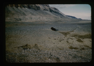 Image of Lone musk ox bull cast out by herd near upper terrace of Bronlunds Fjord.