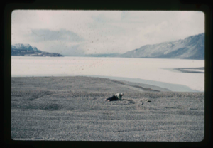 Image: Count Eigil Knuth performing archaeological fieldwork on Eskimo [Inuit] tent rings 