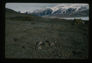 Image of Count Eigil Knuth doing archaeological studies, Centrum Lake. Eskimo [Inuit] tent rings