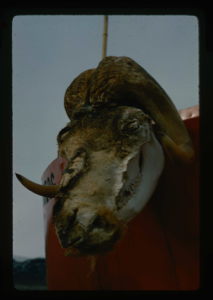 Image: Musk ox skeleton head hanging on U.S. Army vehicle 