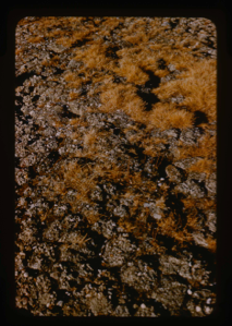 Image: Close-up of vegetation on plain of Polaris Promontory.