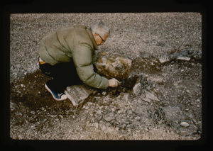 Image of Count Knuth digs under boulders of old Eskimo [Inuit] tent ring, Centrum Lake