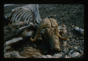 Image: Skeleton of musk ox found at Centrum Lake.