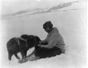 Image: Donald MacMillan and month-old pet musk ox