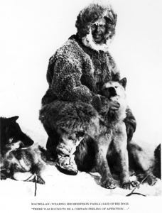 Image of Donald MacMillan wearing sheepskin parka, with his dogs