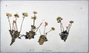 Image of Draba alpina?, collected by Ralph P. Robinson