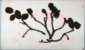 Image of Arctic flowers [willow?] collected by Ralph P. Robinson