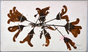 Image of Arctic flowers [lousewort, Pedicularis capitata?] collected by Ralph P. Robinson