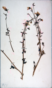 Image of Scurvey grass, collected by Ralph P. Robinson