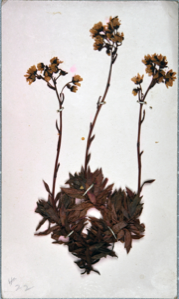 Image of Arctic flowers [yellow mountain saxifrage?], collected by Ralph P. Robinson
