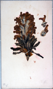 Image of Arctic flower [lousewort?] collected by Ralph P. Robinson