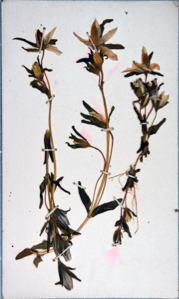 Image of Arctic flowers [harebell?], collected by Ralph P. Robinson