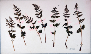 Image of Arctic flower [ferns] collected by Ralph P. Robinson